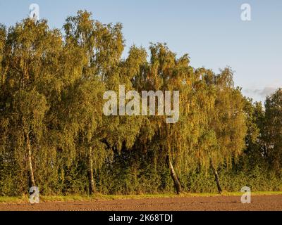 autumn time in westphalia Stock Photo