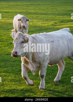 autumn time in westphalia Stock Photo