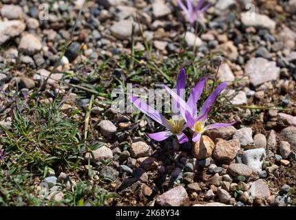 detailed closeup of Pyrenean Merendera, Colchicum montanum, in flower in autumn in the Spanish Pyrenees Stock Photo