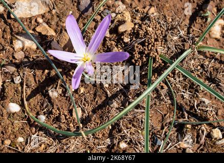 detailed closeup of Pyrenean Merendera, Colchicum montanum, in flower in autumn in the Spanish Pyrenees Stock Photo