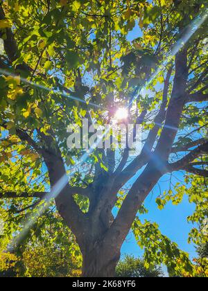 Star Burst shining through a Sugar maple in Early Autumn Stock Photo