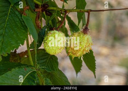 detailed closeup of two green spiked Chestnuts hangig on a tree (Castanea) Stock Photo
