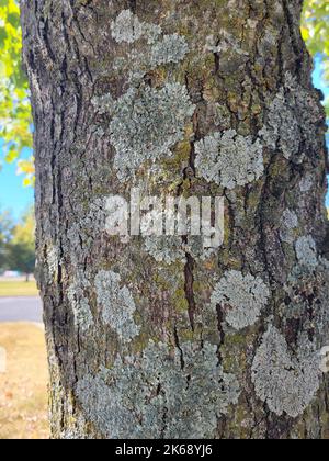An up close view of moss spots on a tree trunk. Stock Photo