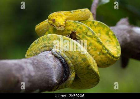 Green Tree Python Morelia viridis on tree branch yellow color skin snake Stock Photo