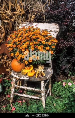 Old chair with Mums fall decoration display, Lancaster County, Pennsylvania, PA USA US  DT  Oct 2002 autumn scene Stock Photo