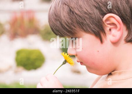 Child, boy smelling yellow flower, Detail of kid with plant close to the nose. Kid portrait with copy space for text. Stock Photo