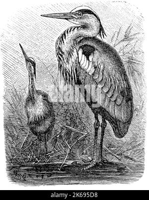 Digital improved reproduction, grey heron, Ardea cinerea, original woodprint from th 19th century Stock Photo