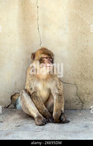 Barbary Macaque monkey sitting at the Apes' Den, Upper Rock Nature Reserve, Gibraltar Stock Photo