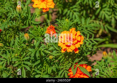 Tagetes patula french marigold in bloom, orange yellow bunch of flowers, green leaves, small shrub Stock Photo
