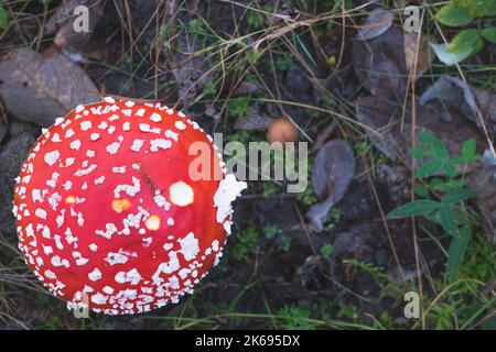 Fly agaric or fly amanita scientific Amanita muscaria in the forest with copy space. Top view. Toadstool head. Stock Photo