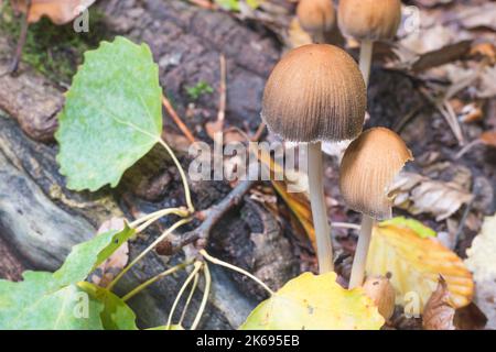 Coprinellus truncorum commonly mushroom forming fungus in the autumn forest. Species related to Coprinellus micaceus in English mica cap or shiny cap. Stock Photo