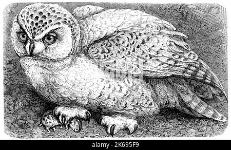 Digital improved reproduction, snowy owl, Bubo scandiacus, Bubo scandiaca, Nyctea scandiaca, original woodprint from th 19th century Stock Photo