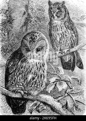 Digital improved reproduction, tawny owl or brown owl, Strix aluco and long-eared owl, Asio otus, original woodprint from th 19th century Stock Photo