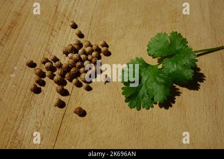 Coriander leaves and fruits seeds on wooden trencher. Top view closeup. Stock Photo
