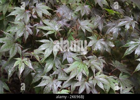 Purple and Green Foliage on a Common Japanese Maple Tree Stock Photo