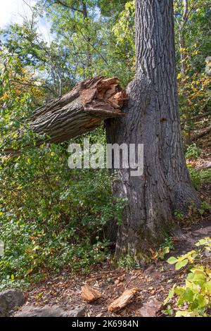 Broken and fallen large part of a centuries-old oak tree Stock Photo