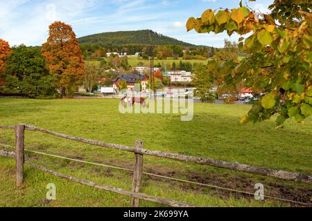 Horses grazes on a field. Autumn season. Stock Photo