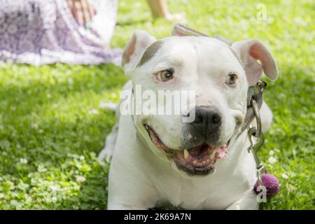 Portrait of american stanford dog. No people Stock Photo