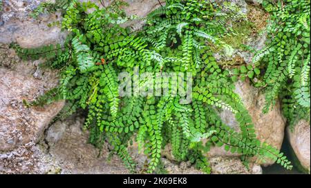 green creeping plants sprouted from the stone. possible background. Stock Photo