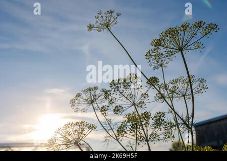 Umbrellas of dill branches against blue sky. Colorful sunset background in summer evening. High quality photo Stock Photo