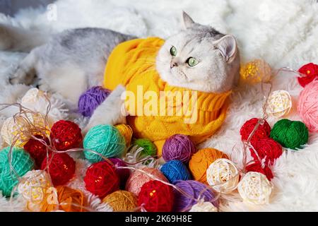 A white cat lies in a yellow sweater , on a fluffy blanket with colorful balls of yarn. Stock Photo