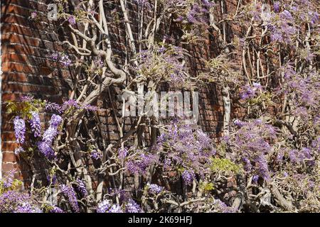 Purple flowers of Wisteria plant bloomimg in a garden Stock Photo