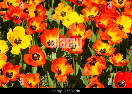 Red and yellow tulips growing on flowerbed Stock Photo