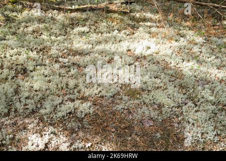 Reindeer moss in the forest. White moss in the northern forest. Moss sphagnum Stock Photo