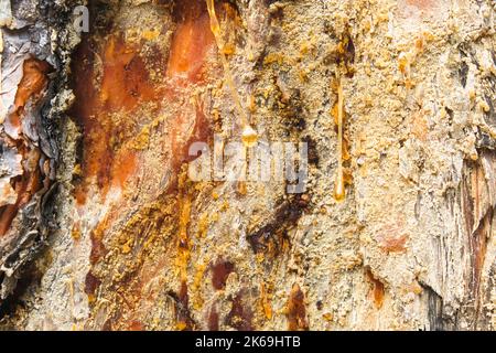 Wood resin coming out of wood. Tree sap coming out of a pine tree. Resin close-up. Extraction of resin from the trunk of a tree. Stock Photo