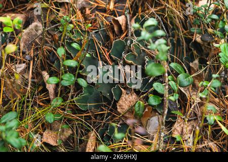 peltigera aphthosa growing in the forest. peltigera aphthosa growing among moss. peltigera aphthosa close-up. Stock Photo