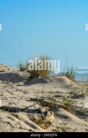 Dry reeds on the sandy beach in front of the ocean Stock Photo - Alamy
