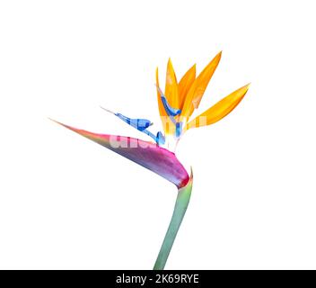 Beautiful Bird of paradise flower close up with vibrant colors cutout isolated against a white background Stock Photo