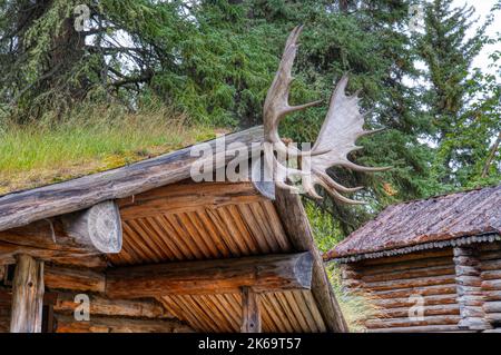 Moose antlers mounted the top of an alaskan hunting cabin Stock Photo
