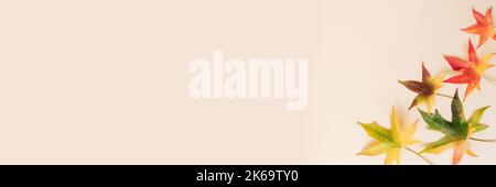 Colorful autumn leaves on light beige bascground. Top view, flat lay, copy space. Stock Photo