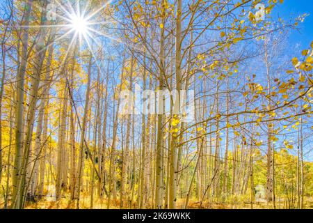 Dense grove of aspen tree trunks in the autumn in Colorado Stock Photo