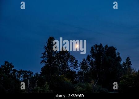 night shot of trees with the moon shining in between Stock Photo