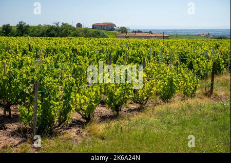 View on green vineyards near Mont Brouilly, wine appellation Côte de Brouilly beaujolais wine making area along Beaujolais Wine Route,  France Stock Photo