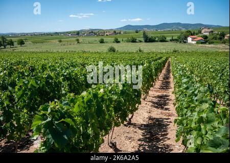 View on green vineyards near Mont Brouilly, wine appellation Côte de Brouilly beaujolais wine making area along Beaujolais Wine Route,  France Stock Photo