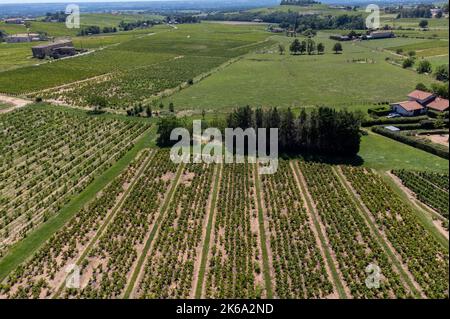 View on green vineyards near Mont Brouilly, wine appellation Côte de Brouilly beaujolais wine making area along Beaujolais Wine Route,  France Stock Photo