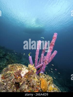 Purple stove-pipe sponge (Aplysina archeri), with boat in background, Curacao. Stock Photo