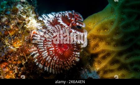 Red and white Christmas tree worm (Spirobranchus giganteus), Curacao Stock Photo