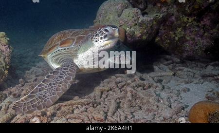 Green turtle (Chelonia mydas), resting on the bottom of the ocean, Curacao. Stock Photo