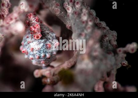 A pregnant pygmy seahorse (Hippocampus bargibanti), about to give birth, Anilao, Philippines. Stock Photo