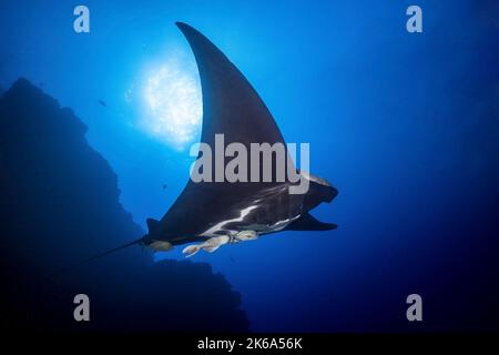 A giant manta ray (Mobula birostris) soars by under the sun, Socorro Island, Mexico. Stock Photo