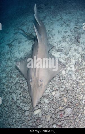 A giant guitarfish glides along the rubble bottom of the Indian Ocean, Maldives. Stock Photo