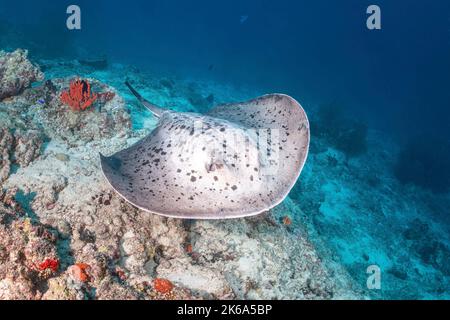 A marbled stingray swims by a shallow reef, Maldives. Stock Photo