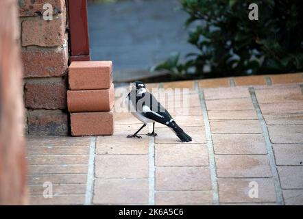 An Australian Magpie-Lark (Grallina cyanoleuca)  in Sydney, New South Wales, Australia (Photo by Tara Chand Malhotra) Stock Photo