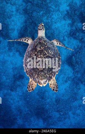 A hawksbill sea turtle glides over the ocean floor, Maldives. Stock Photo