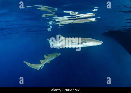 Two nurse sharks swim close to the surface leaving their reflection behind, Maldives. Stock Photo