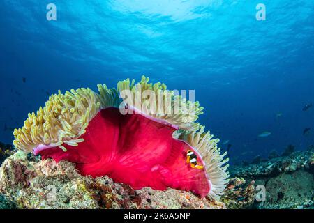 An anemone fish and its red anemone home, Maldives. Stock Photo